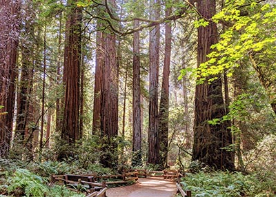 trees in a forest